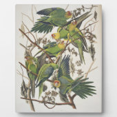 Carolina Parakeet, aus "Birds of America", 1829 Fotoplatte (Vorderseite)