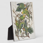 Carolina Parakeet, aus "Birds of America", 1829 Fotoplatte (Seite)