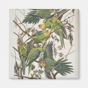 Carolina Parakeet, aus "Birds of America", 1829 Magnet