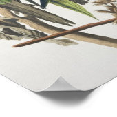 Carolina Parakeet, aus "Birds of America", 1829 Poster (Ecke)