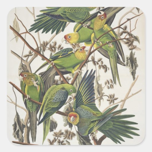Carolina Parakeet, aus "Birds of America", 1829 Quadratischer Aufkleber (Vorderseite)