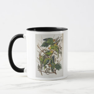 Carolina Parakeet, aus "Birds of America", 1829 Tasse