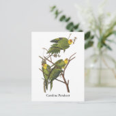 Carolina Parakeet, John Audubon Postkarte (Stehend Vorderseite)