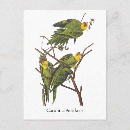 Carolina Parakeet, John Audubon Postkarte (Vorderseite)