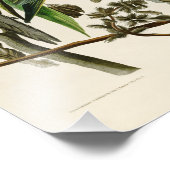 Carolina Parrot John Audubon Birds of America Fotodruck (Ecke)