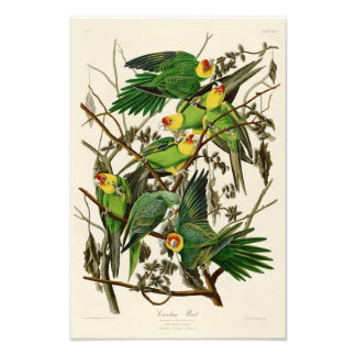 Carolina Parrot John Audubon Birds of America Fotodruck