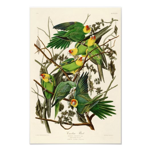 Carolina Parrot John Audubon Birds of America Fotodruck (Vorne)