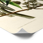 Carolina Parrot John Audubon Birds of America Poster (Ecke)