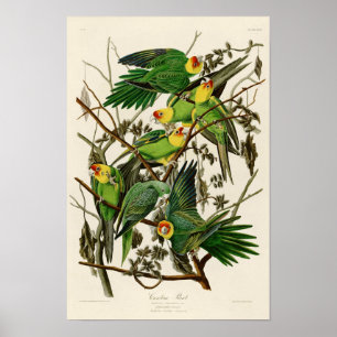 Carolina Parrot John Audubon Birds of America Poster