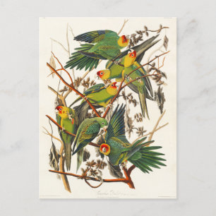 Carolina Parrot John Audubon Postkarte