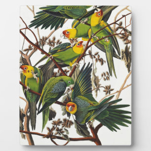 Carolina Parrot - John James Audubon (1827-1838) Fotoplatte