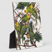 Carolina Parrot - John James Audubon (1827-1838) Fotoplatte (Seite)