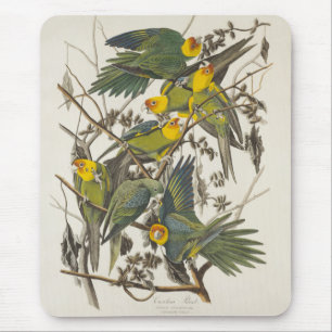 Carolina Parrot - John James Audubon (1827-1838) Mousepad