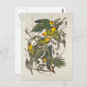 Carolina Parrot, John James Audubon - ,(1827-1838) Postkarte (Vorne/Hinten)