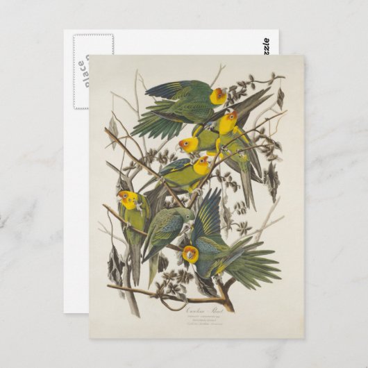 Carolina Parrot, John James Audubon - ,(1827-1838) Postkarte (Vorne/Hinten)