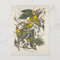 Carolina Parrot, John James Audubon - ,(1827-1838)