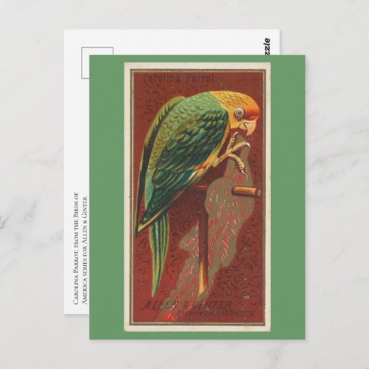 Carolina Parrot Postkarte (Vorne/Hinten)