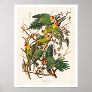 Carolina Parrot von Audubon Poster