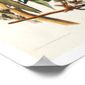 Carolina Parrot von Audubon Poster (Ecke)