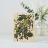 Carolina Parrot von Audubons Vögeln von Amerika Postkarte (Stehend Vorderseite)