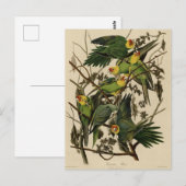 Carolina Parrot von Audubons Vögeln von Amerika Postkarte (Vorne/Hinten)