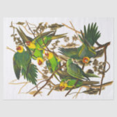 Carolina Parrot von John James Audubon Seidenpapier (Vorderseite)