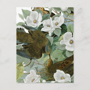 Carolina Pigeon Audubon Morning Dove Bird Postkarte