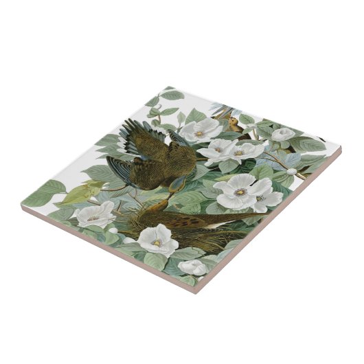 Carolina Pigeon Audubon Morning Dove Fliese (Seite)