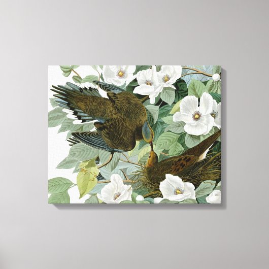 Carolina Pigeon Audubon Morning Dove Leinwanddruck (Vorderseite)