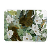 Carolina Pigeon Audubon Morning Dove Magnet (Horizontal)