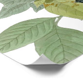 Carolina Pigeon Audubon Morning Dove Poster (Ecke)