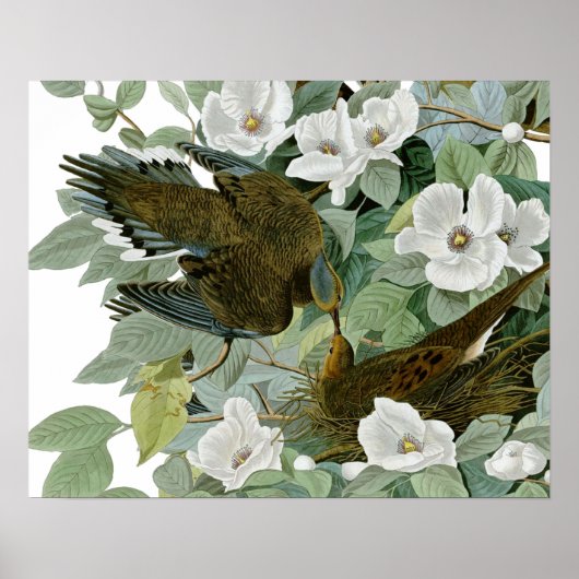 Carolina Pigeon Audubon Morning Dove Poster (Vorne)