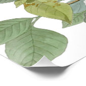 Carolina Pigeon Audubon Morning Dove Poster (Ecke)