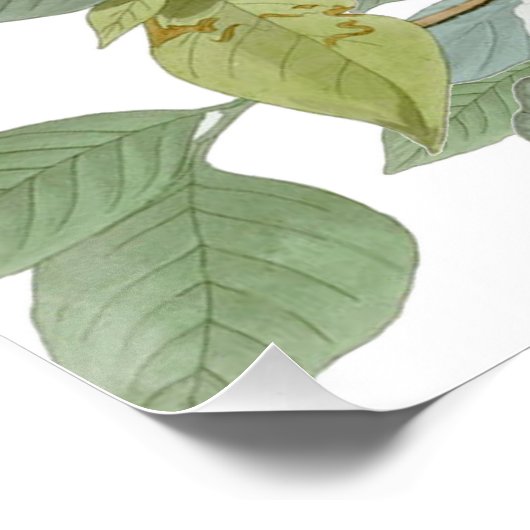 Carolina Pigeon Audubon Morning Dove Poster (Ecke)