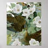 Carolina Pigeon Audubon Morning Dove Poster (Vorne)