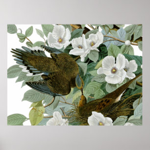 Carolina Pigeon Audubon Morning Dove Poster