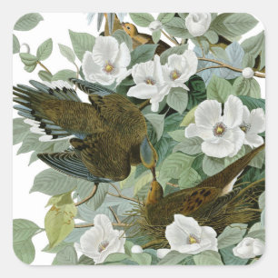 Carolina Pigeon Audubon Morning Dove Quadratischer Aufkleber