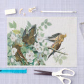 Carolina-Schildkröte-Taube, Vögel von Amerika Seidenpapier (Handwerk)