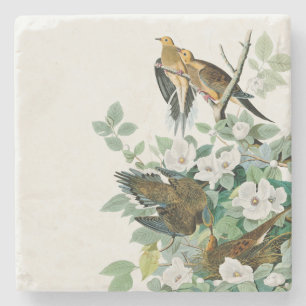 Carolina-Schildkröte-Taube, Vögel von Amerika Steinuntersetzer