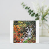 Carolina Stream Postkarte (Stehend Vorderseite)