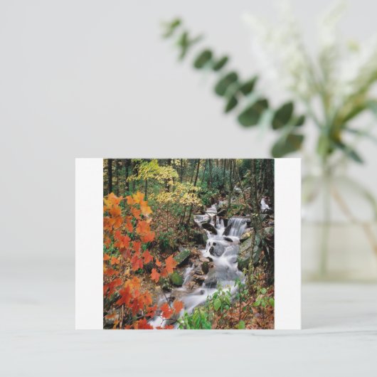 Carolina Stream Postkarte (Stehend Vorderseite)