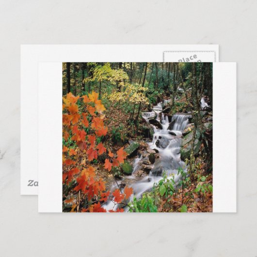 Carolina Stream Postkarte (Vorne/Hinten)