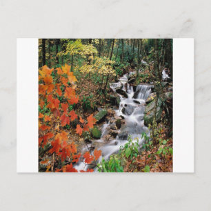 Carolina Stream Postkarte