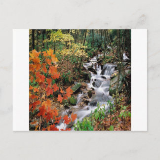 Carolina Stream Postkarte