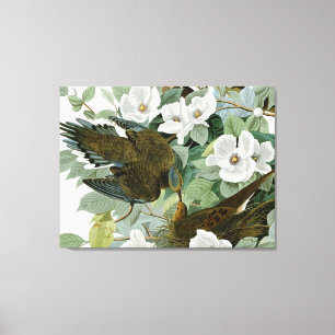 Carolina-Taube Audubon Trauertaube Vogel Leinwanddruck