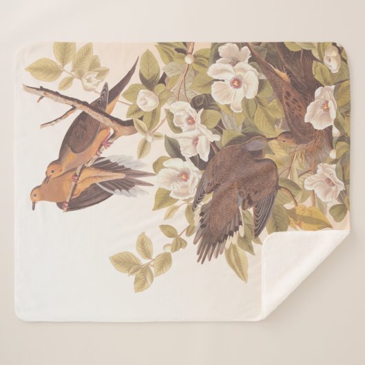 Carolina Taube oder Trauertaube Sherpadecke (Vorderseite (Horizontal))