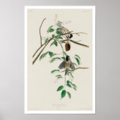 Carolina Titmouse von Audubon Poster (Vorne)
