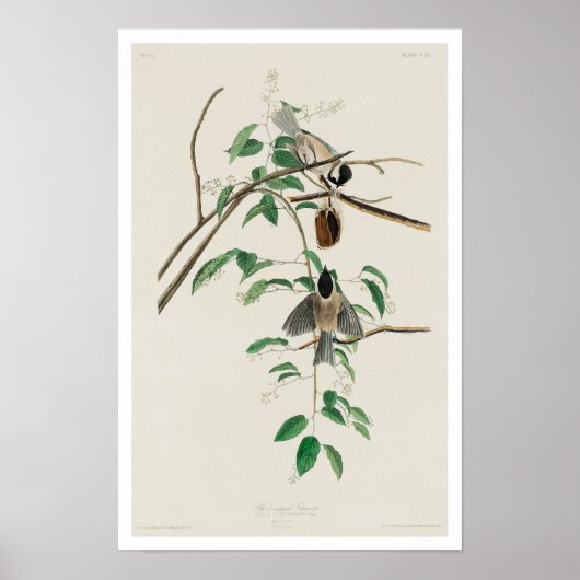 Carolina Titmouse von Audubon Poster (Vorne)