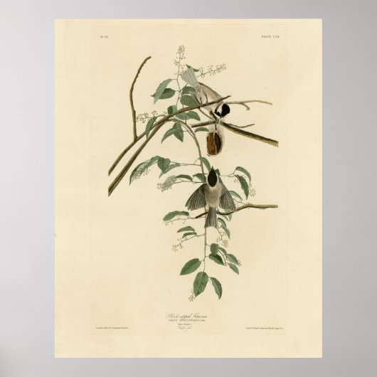 Carolina Titmouse von Audubons Vögeln von Amerika Poster (Vorne)