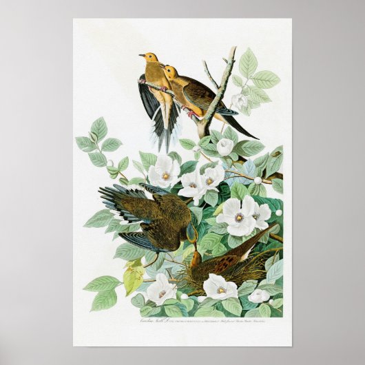 Carolina Turtle Dove John Audubon Birds of America Poster (Vorne)
